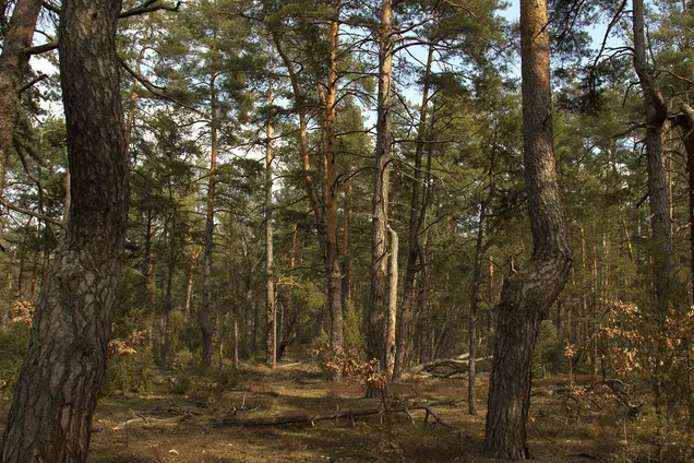 Незаконно заволоділи понад 24 гектарами: ліс, виведений для Медведчука, повернули Україні